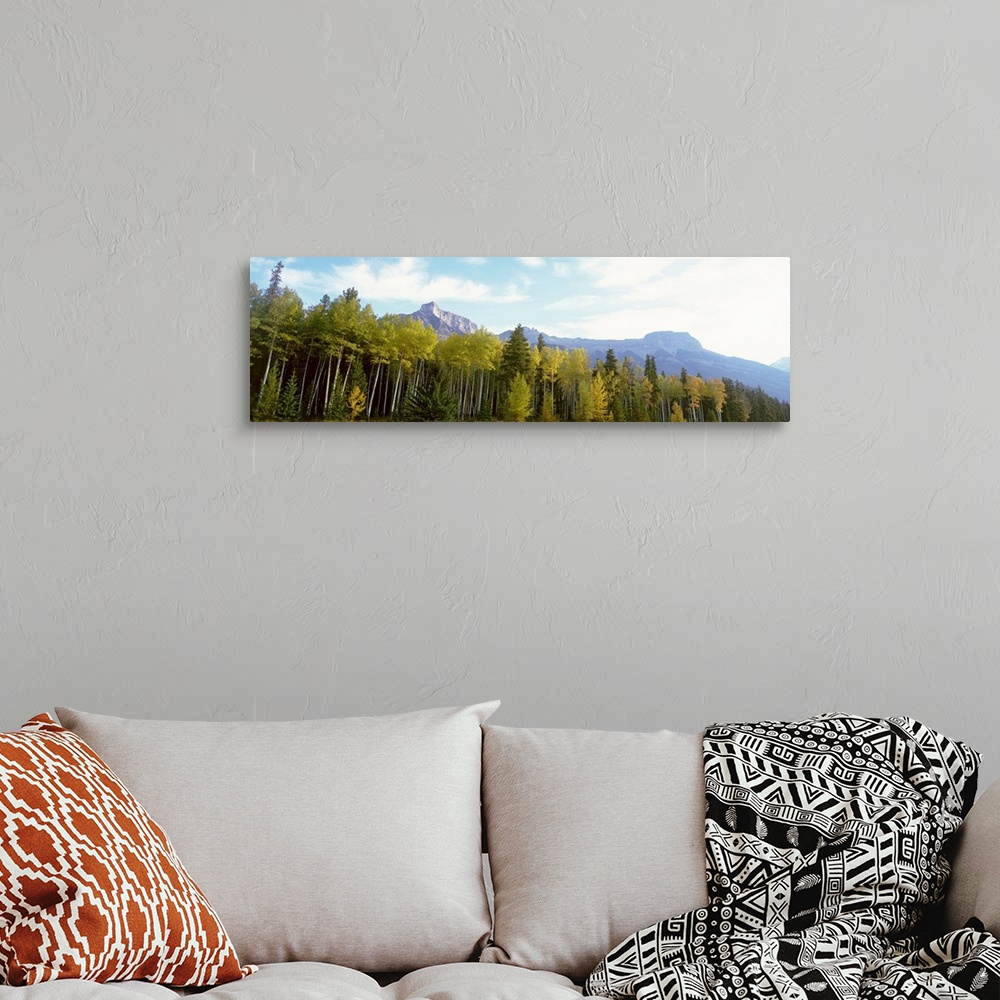 A bohemian room featuring Trees on a field, Icefields Parkway, Canadian Rockies, Jasper National Park, Alberta, Canada
