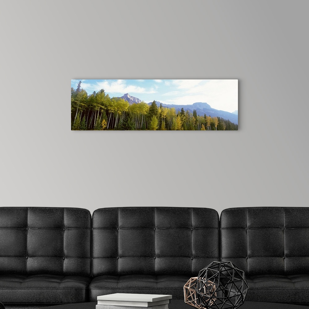 A modern room featuring Trees on a field, Icefields Parkway, Canadian Rockies, Jasper National Park, Alberta, Canada
