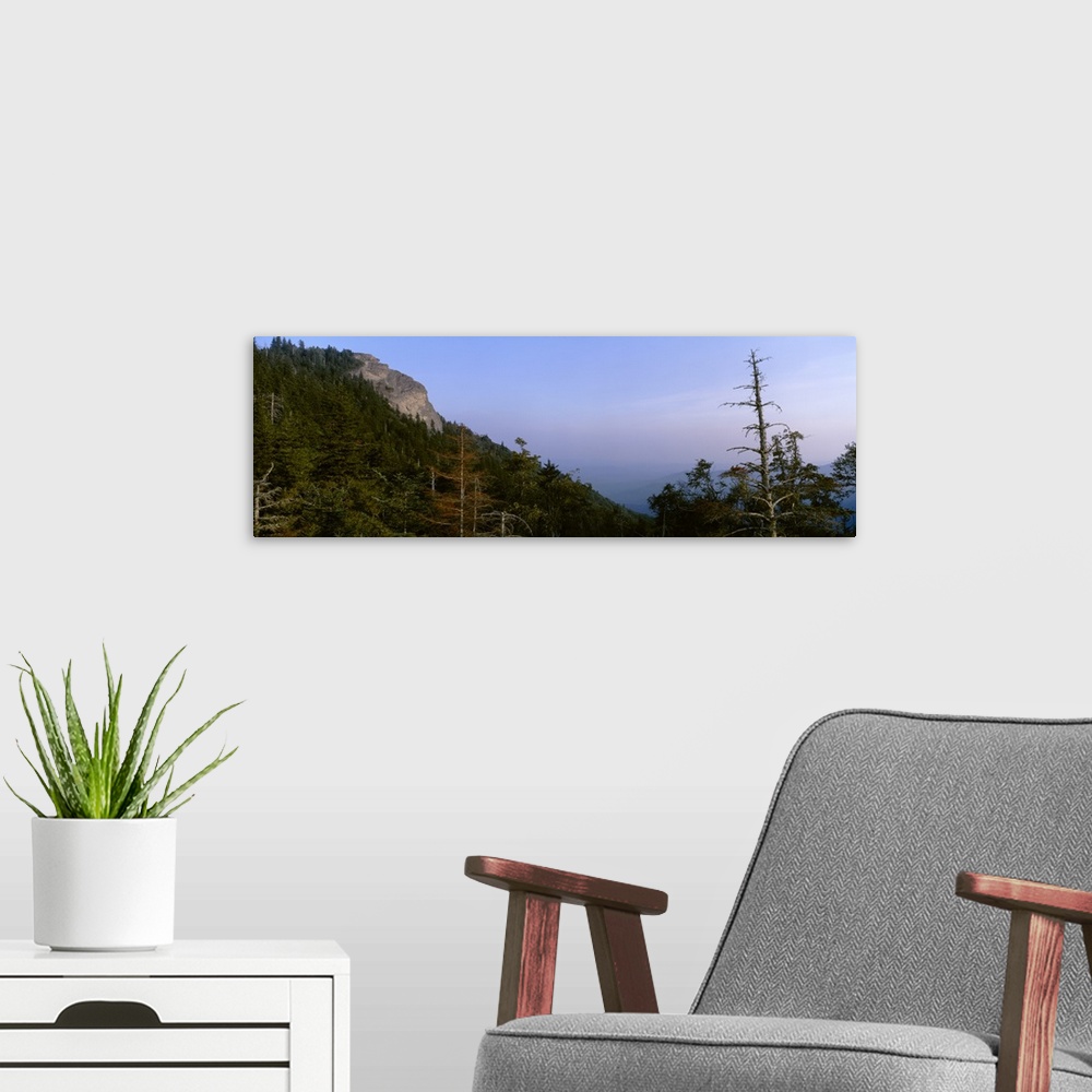 A modern room featuring Trees on a hill, Devil's Courthouse, Blue Ridge Parkway, Transylvania County, North Carolina