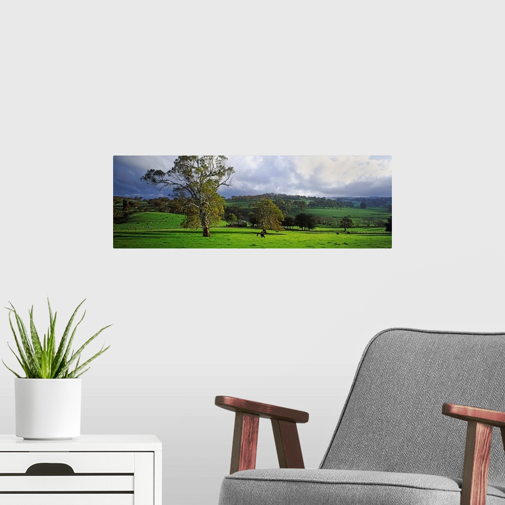 A modern room featuring Trees on a hill, Macclesfield, Adelaide Hills, South Australia, Australia