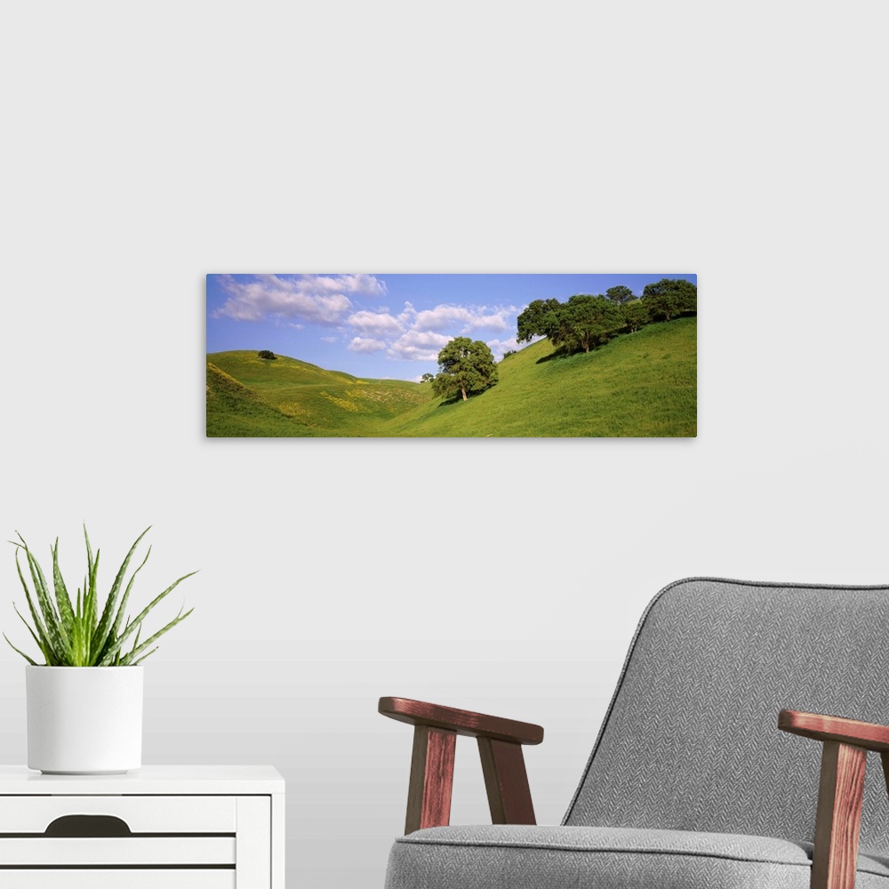 A modern room featuring Trees on a hill, Priest Valley, Monterey County, California, USA