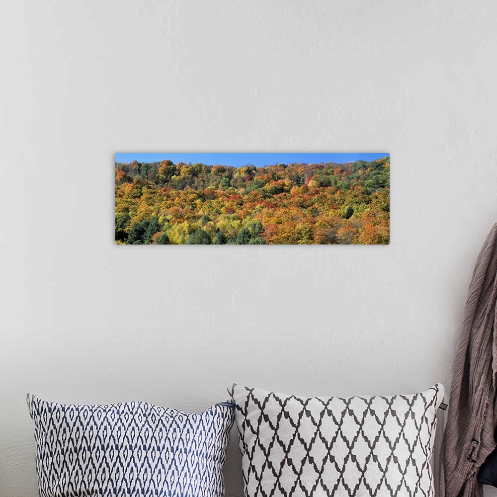 A bohemian room featuring Trees on a hill, Searsburg, Bennington County, Vermont