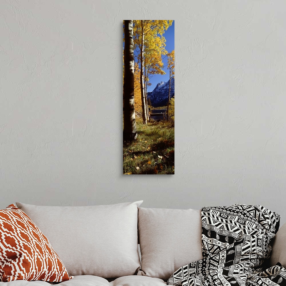 A bohemian room featuring Trees on a lakeside, Silver Lake, Mono County, California