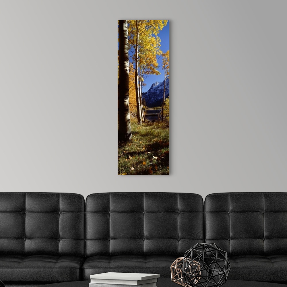 A modern room featuring Trees on a lakeside, Silver Lake, Mono County, California