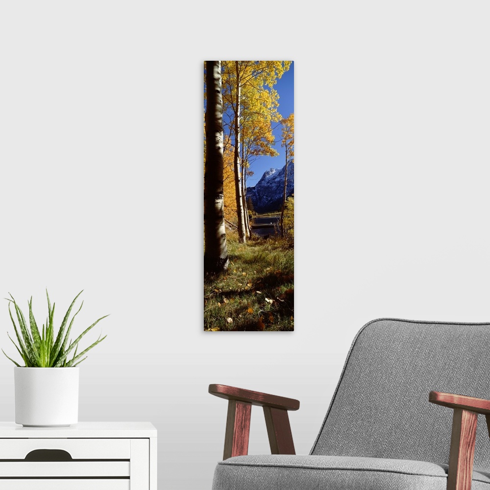 A modern room featuring Trees on a lakeside, Silver Lake, Mono County, California