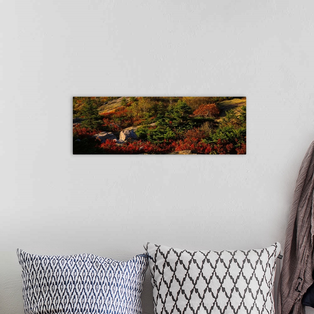 A bohemian room featuring Trees on a landscape, Cadillac Mountain, Acadia National Park, New England, Maine