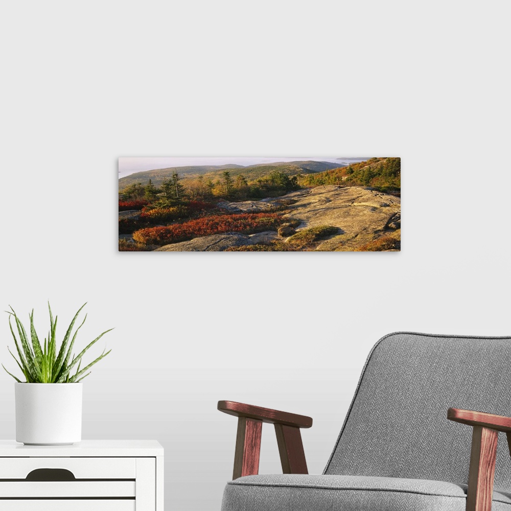 A modern room featuring Trees on a landscape, Cadillac Mountain, Acadia National Park, New England, Maine