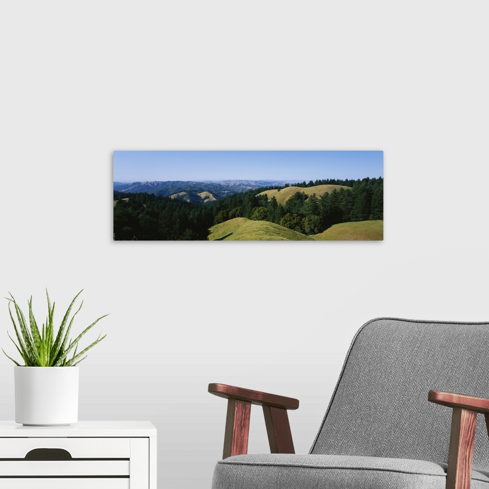 A modern room featuring Trees on a landscape, Mt Tamalpais, Marin County, California