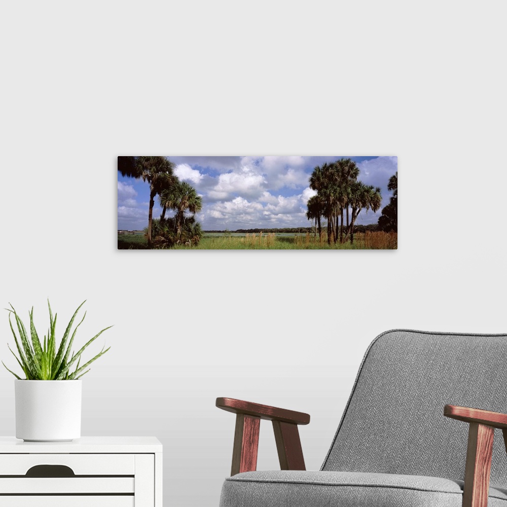 A modern room featuring Trees on a landscape Myakka River Myakka River State Park Sarasota County Florida