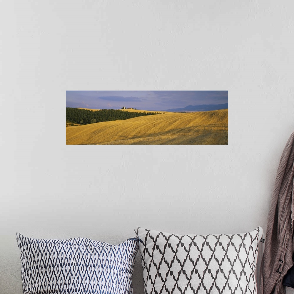 A bohemian room featuring Trees on a landscape, Pienza, Siena Province, Tuscany, Italy