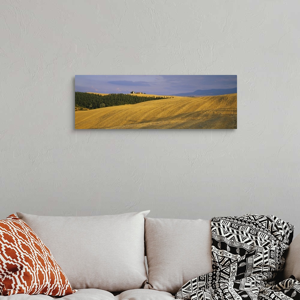 A bohemian room featuring Trees on a landscape, Pienza, Siena Province, Tuscany, Italy
