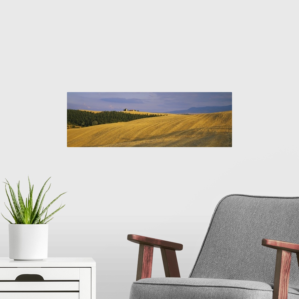 A modern room featuring Trees on a landscape, Pienza, Siena Province, Tuscany, Italy