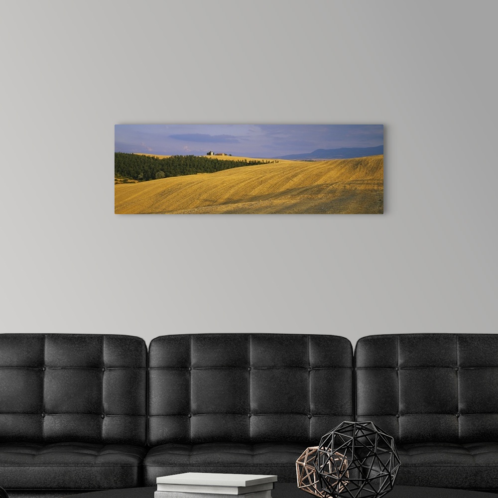 A modern room featuring Trees on a landscape, Pienza, Siena Province, Tuscany, Italy