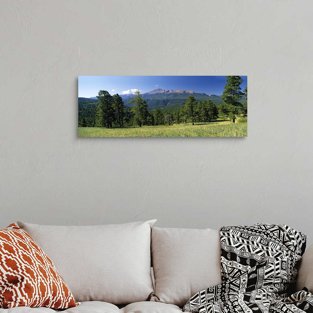 A bohemian room featuring Trees on a landscape, Pike National Forest, Colorado