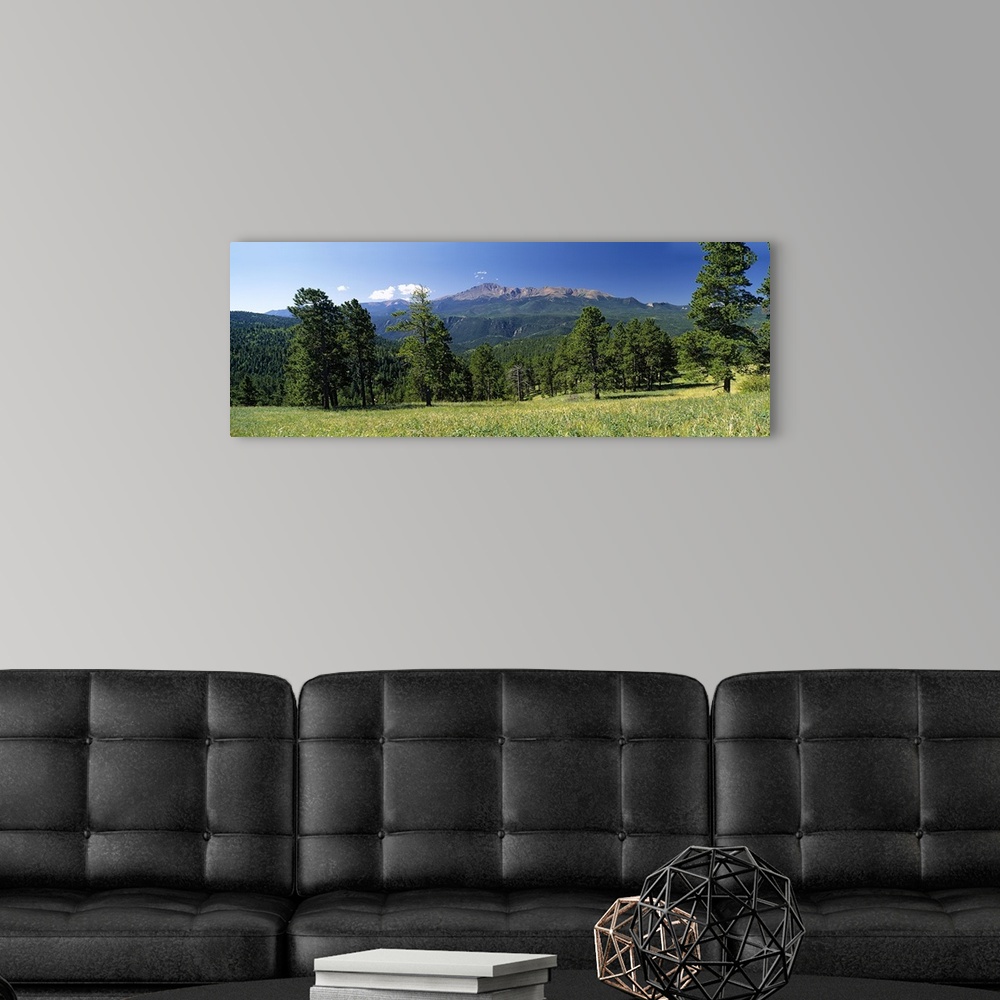 A modern room featuring Trees on a landscape, Pike National Forest, Colorado