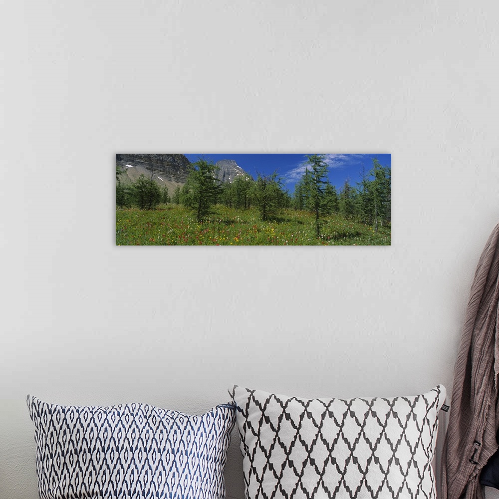 A bohemian room featuring Trees on a landscape, Rockwall Trail, Kootenay National Park, Canadian Rockies, British Columbia,...