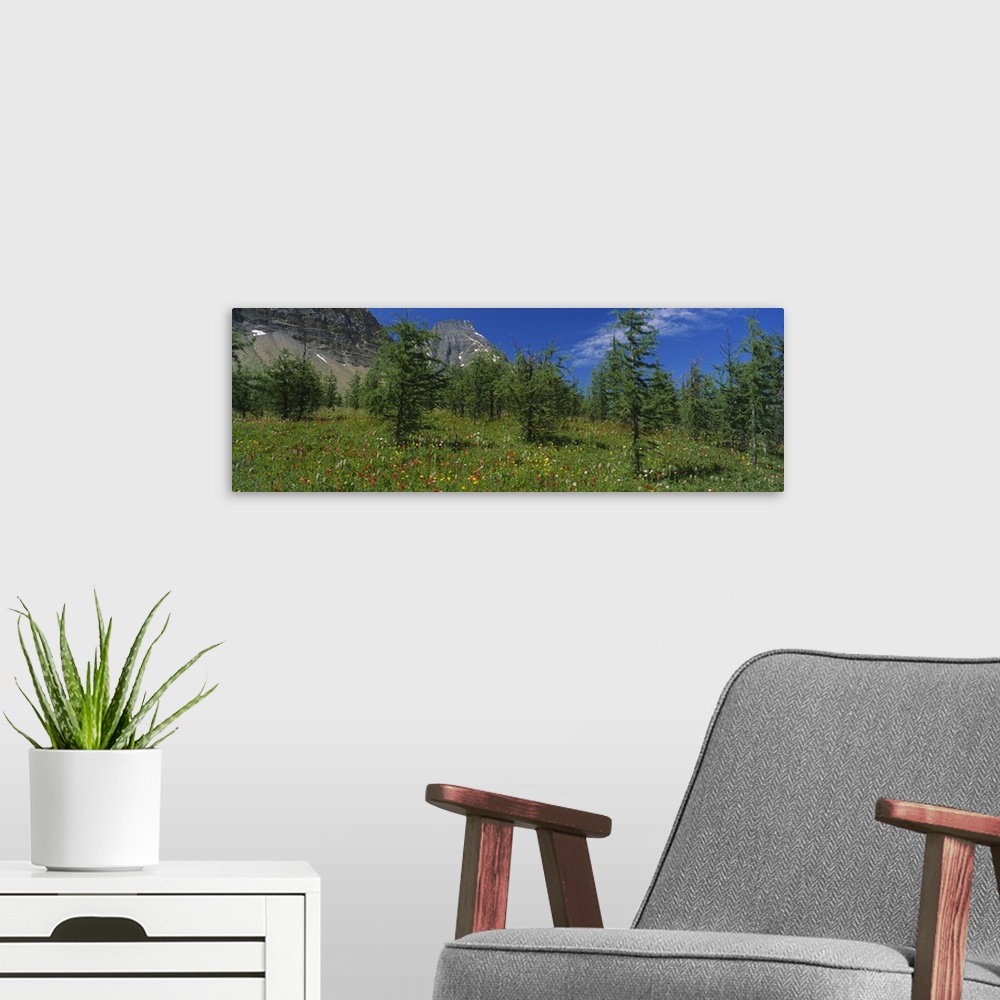 A modern room featuring Trees on a landscape, Rockwall Trail, Kootenay National Park, Canadian Rockies, British Columbia,...