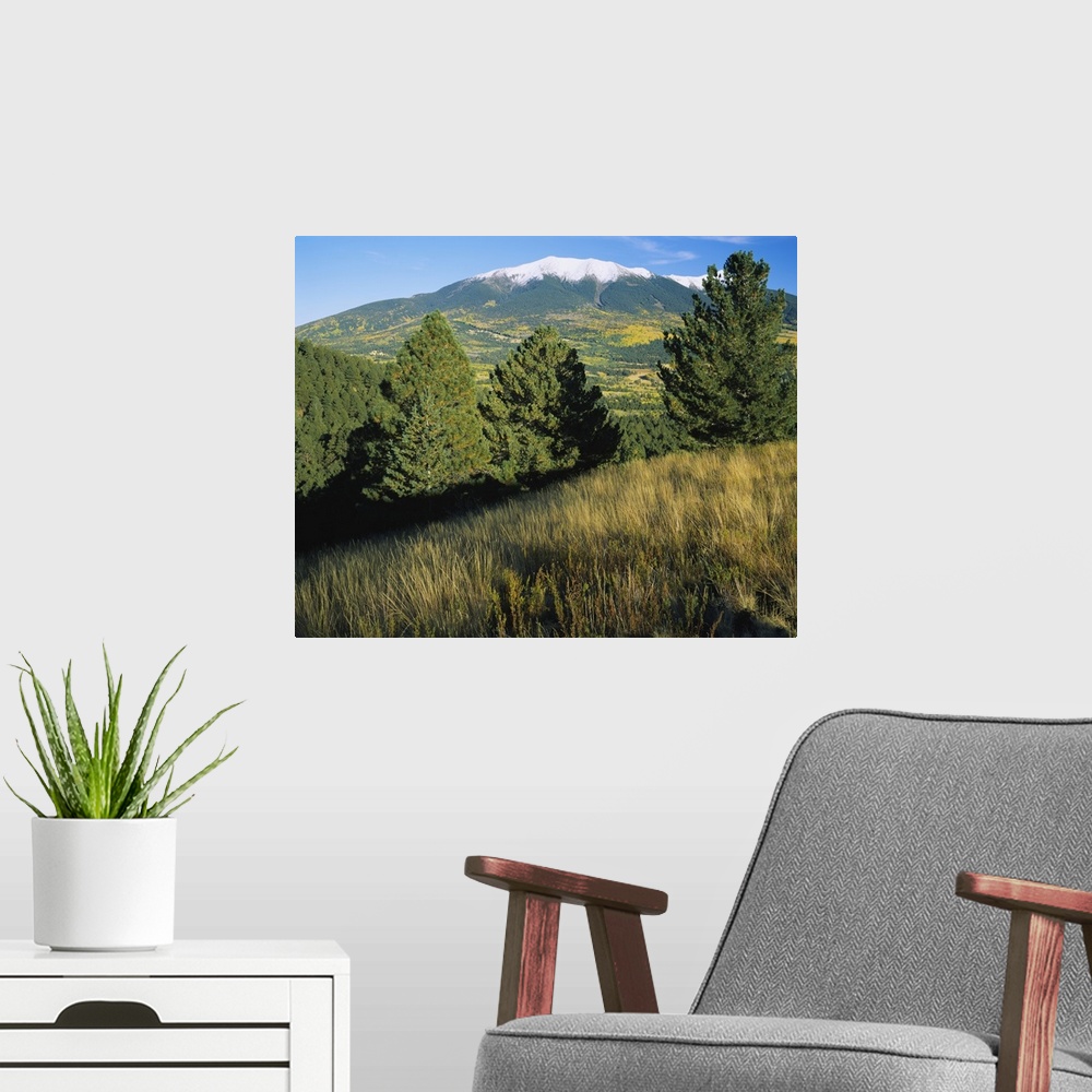 A modern room featuring Trees on a landscape with snowcapped mountains in the background, Hart Prairie, Kachina Peaks Wil...