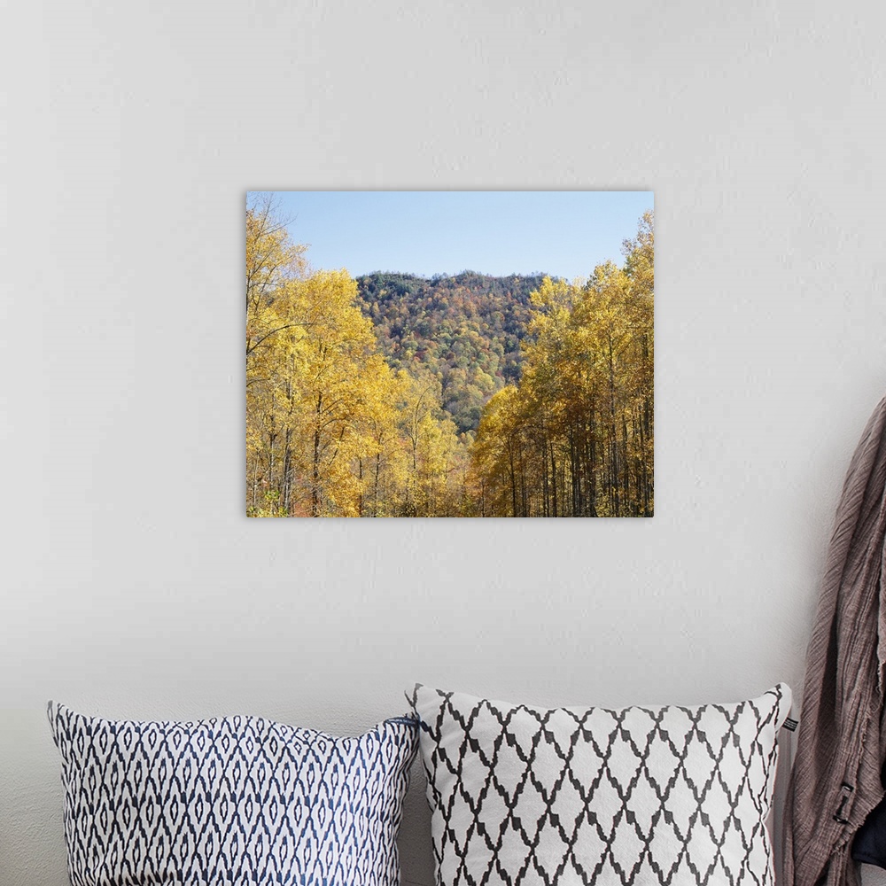 A bohemian room featuring Trees on a mountain, Cherokee, Swain County, North Carolina