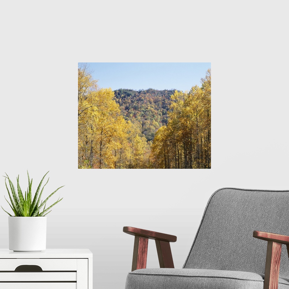 A modern room featuring Trees on a mountain, Cherokee, Swain County, North Carolina