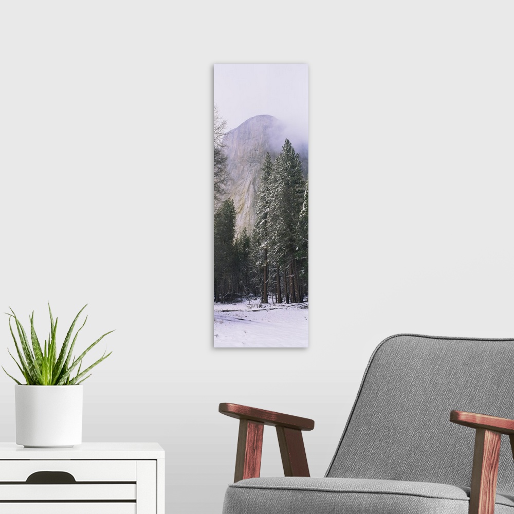 A modern room featuring Trees on a snow covered landscape, El Capitan, Californian Sierra Nevada, Yosemite National Park,...