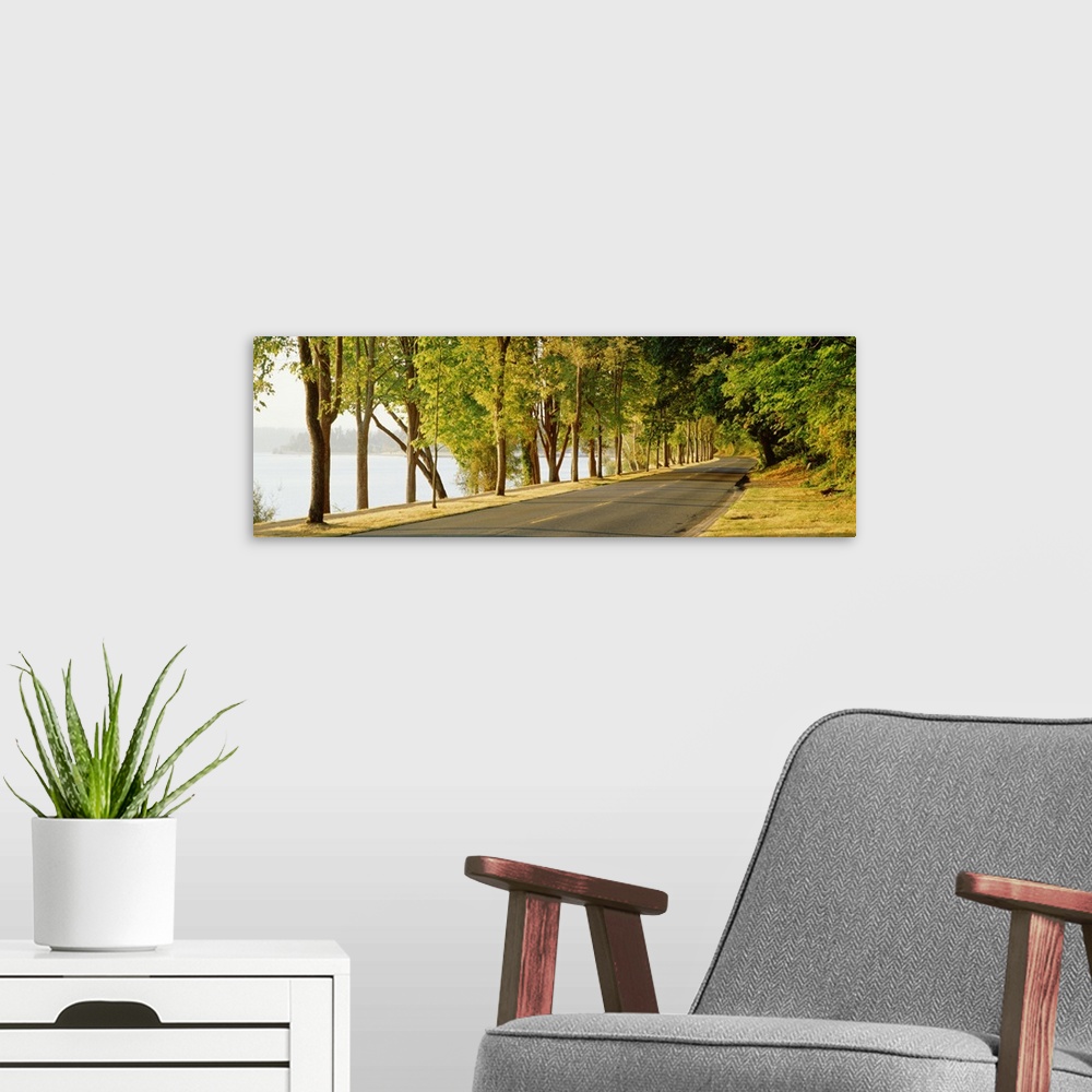 A modern room featuring Trees on both sides of a road, Lake Washington Boulevard, Seattle, Washington State