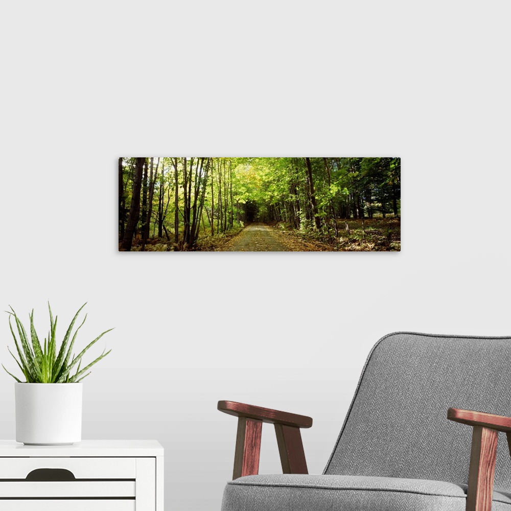 A modern room featuring Trees on both sides of a road, Northeast Kingdom, Albany, Vermont