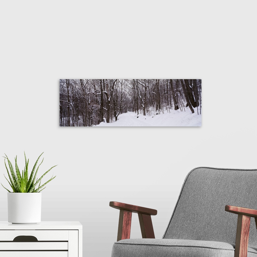 A modern room featuring Trees on both sides of a snow covered road, Greenfield, New Hampshire