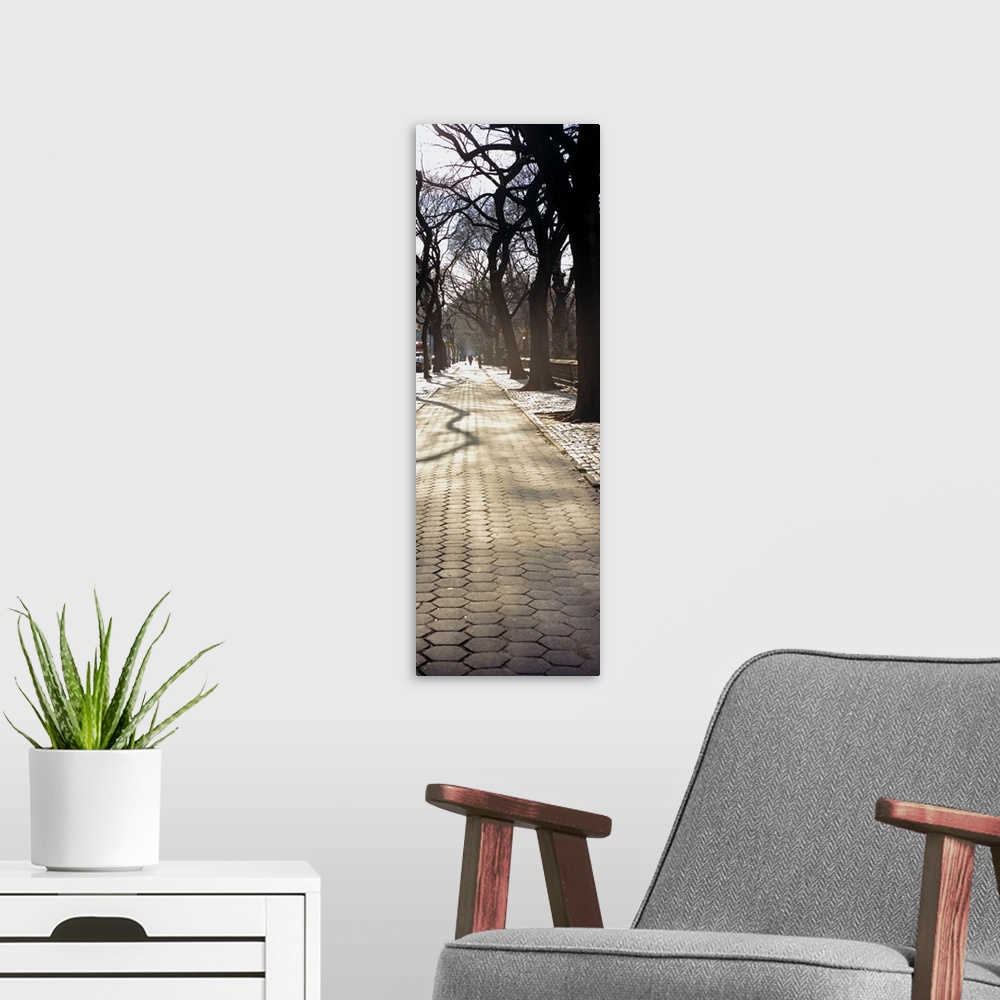 A modern room featuring Trees on both sides of a walkway, Central Park, Manhattan, New York City, New York