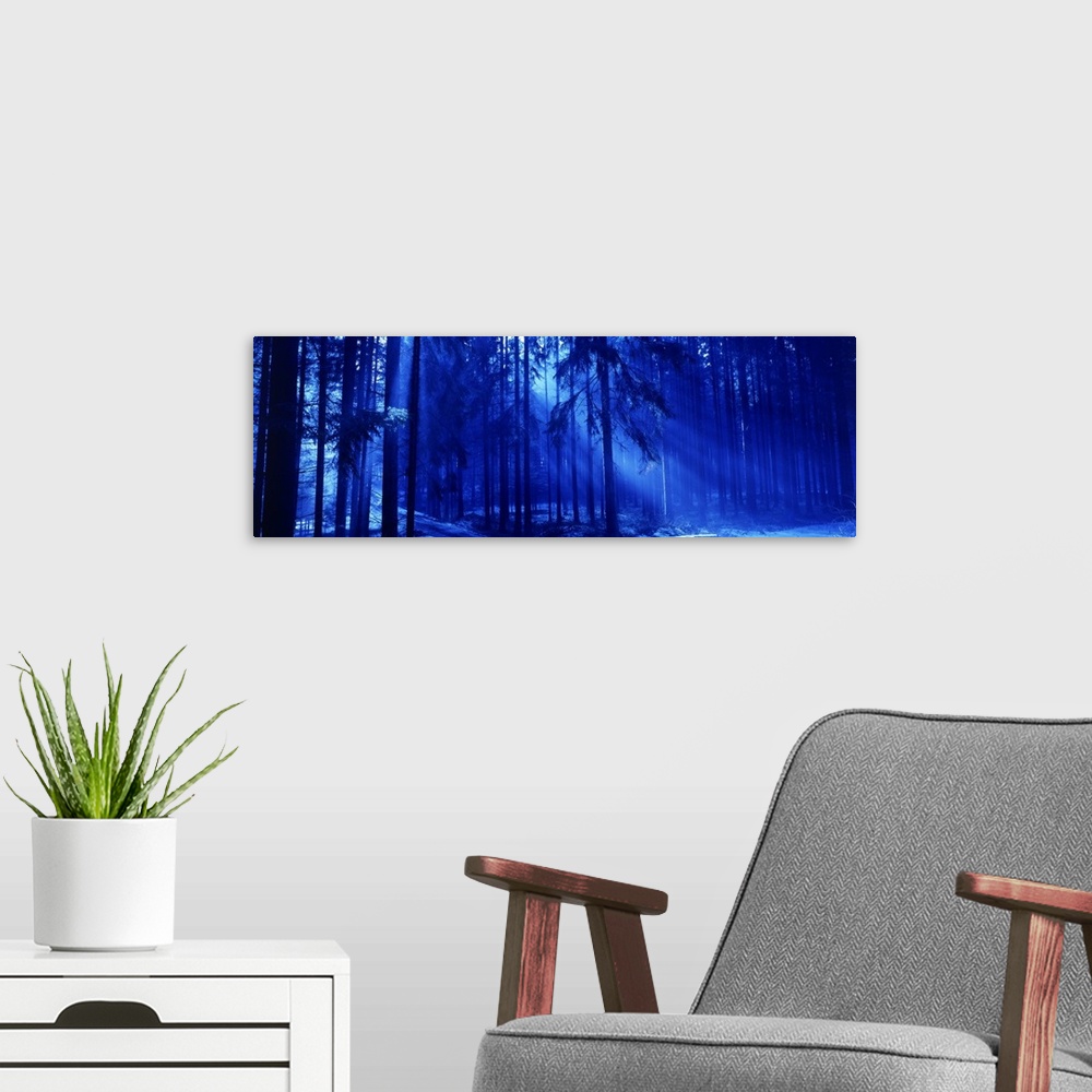 A modern room featuring The color palette of this particular panoramic photograph gives the forest another worldly and et...