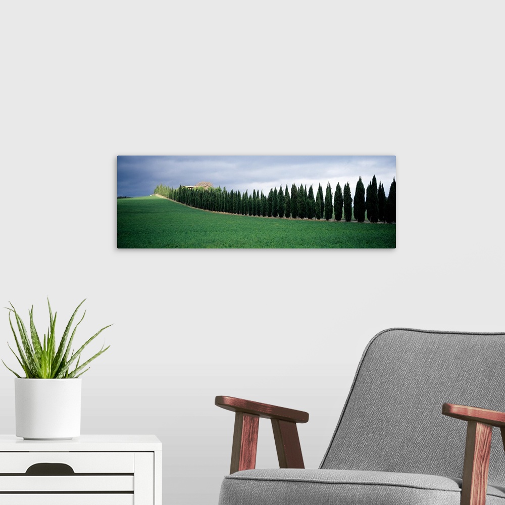 A modern room featuring Trees Tuscany Italy