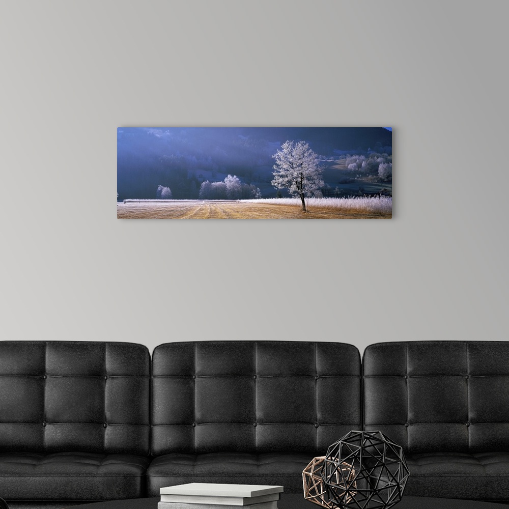 A modern room featuring Frost covered tree and meadow in the morning sun in Europe.