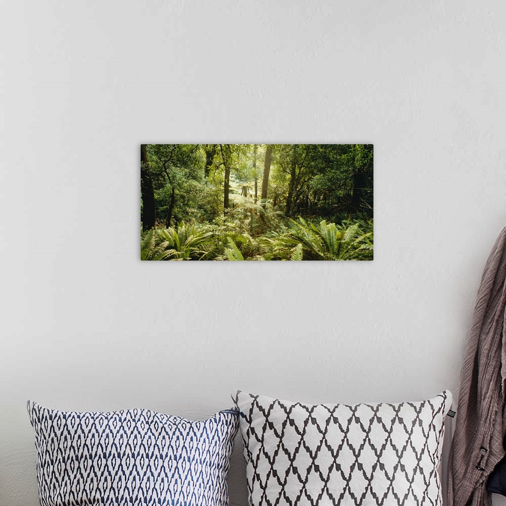 A bohemian room featuring Panoramic photograph of lush rain forest with trees and thick undergrowth.
