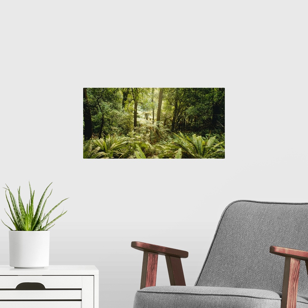 A modern room featuring Panoramic photograph of lush rain forest with trees and thick undergrowth.