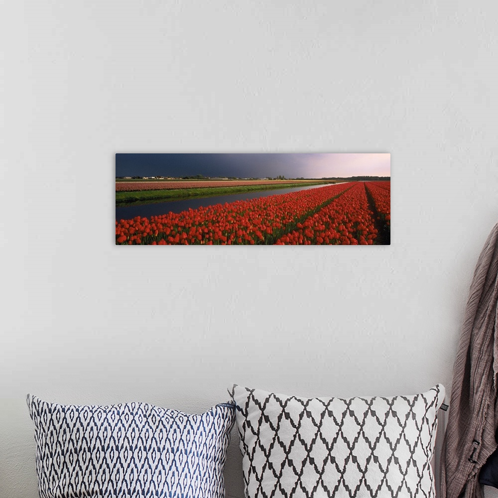 A bohemian room featuring Tulip Field Netherlands