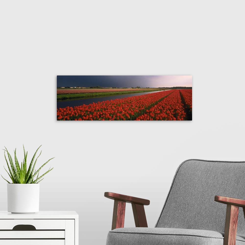 A modern room featuring Tulip Field Netherlands