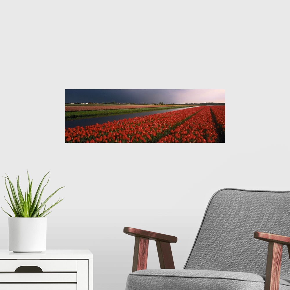 A modern room featuring Tulip Field Netherlands