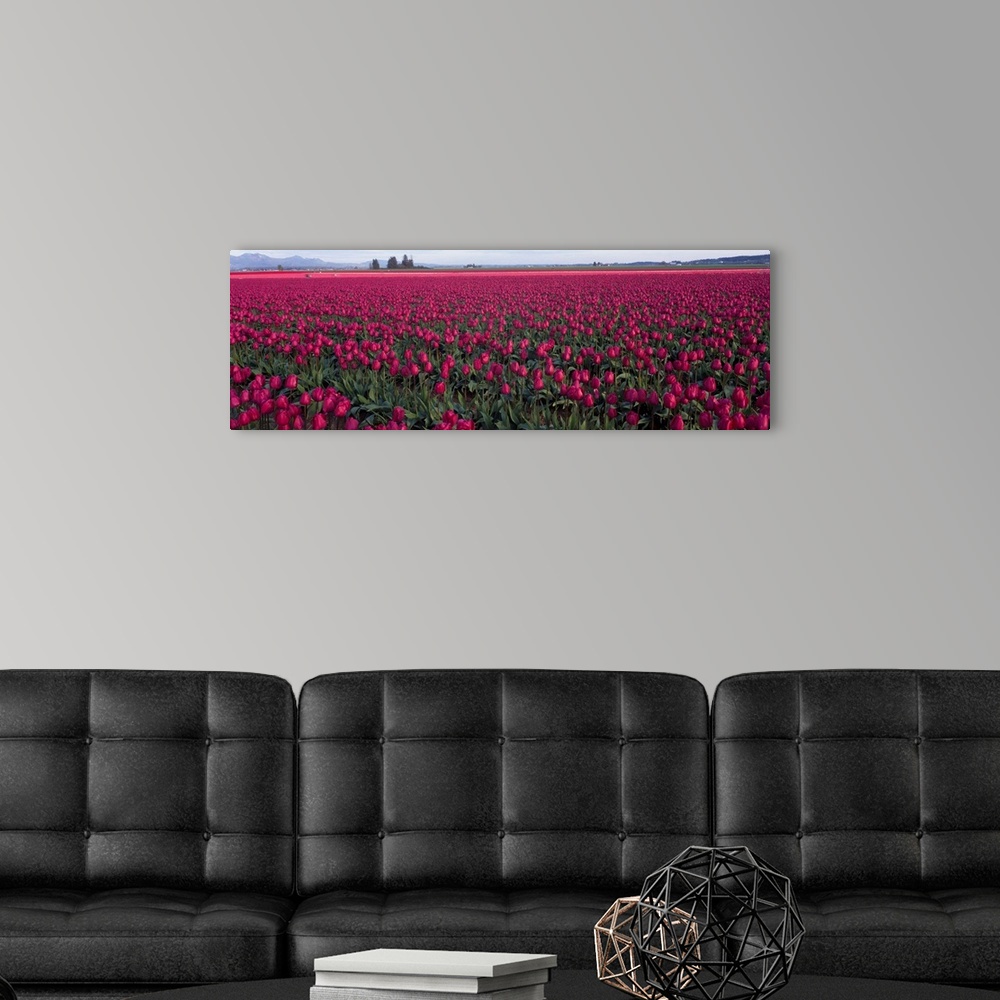 A modern room featuring Tulip Fields Skagit County WA