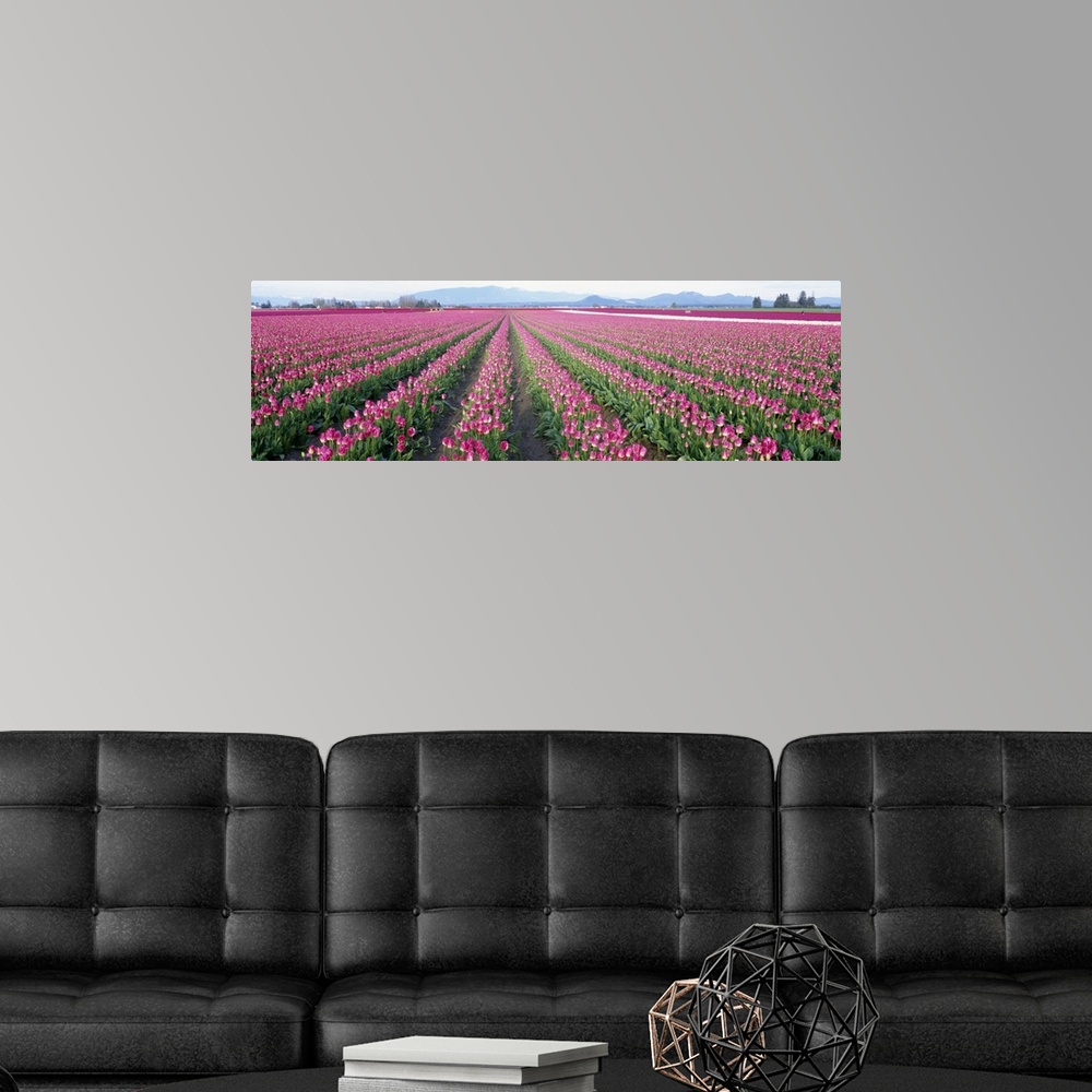 A modern room featuring Tulip Fields Skagit County WA