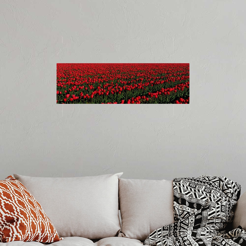 A bohemian room featuring Tulip Fields WA