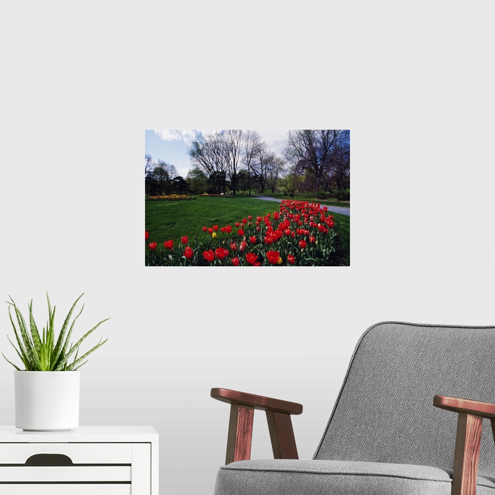 A modern room featuring Tulip flower bed blooming in park, New York