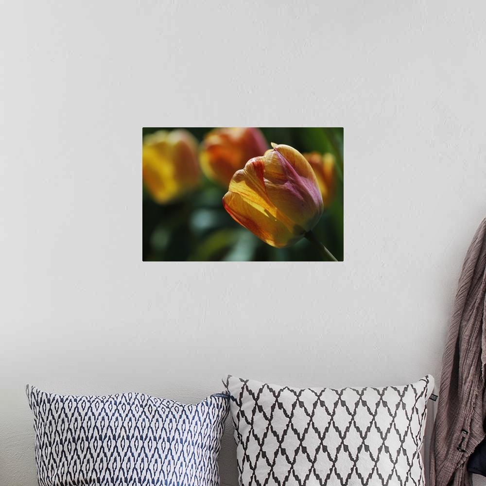A bohemian room featuring Tulip flowers blooming, selective focus close up.