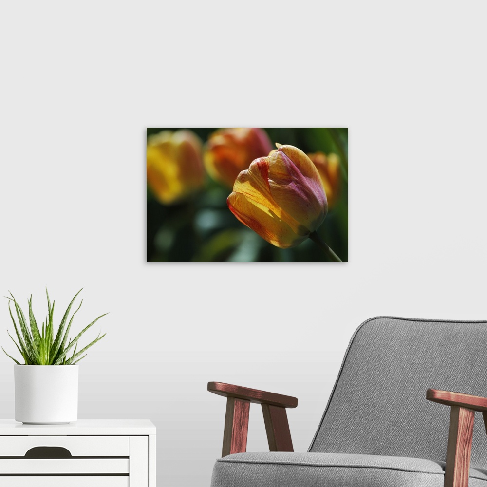 A modern room featuring Tulip flowers blooming, selective focus close up.