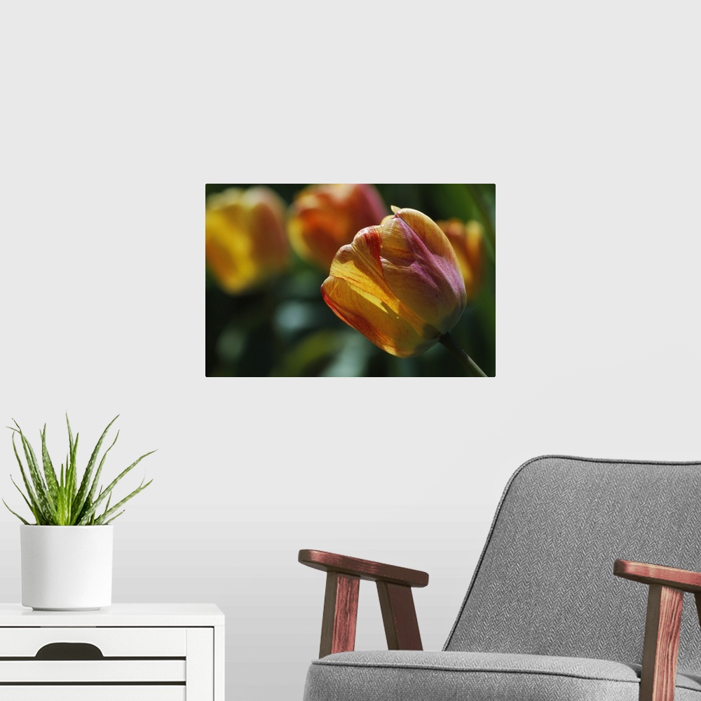 A modern room featuring Tulip flowers blooming, selective focus close up.