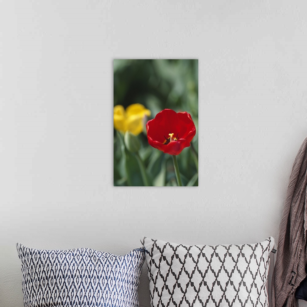 A bohemian room featuring Tulip flowers blooming, selective focus close up.