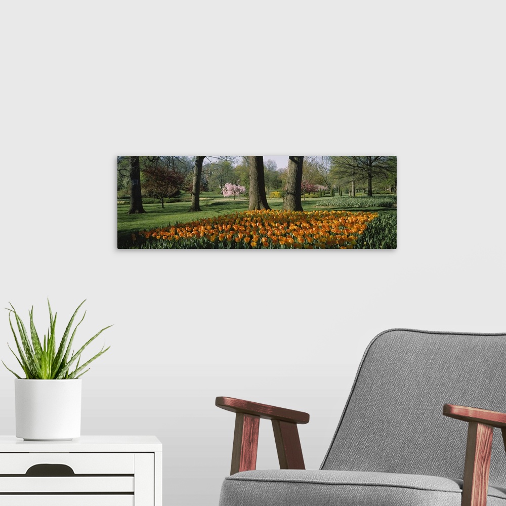A modern room featuring Tulip flowers in a garden, Sherwood Gardens, Baltimore, Maryland