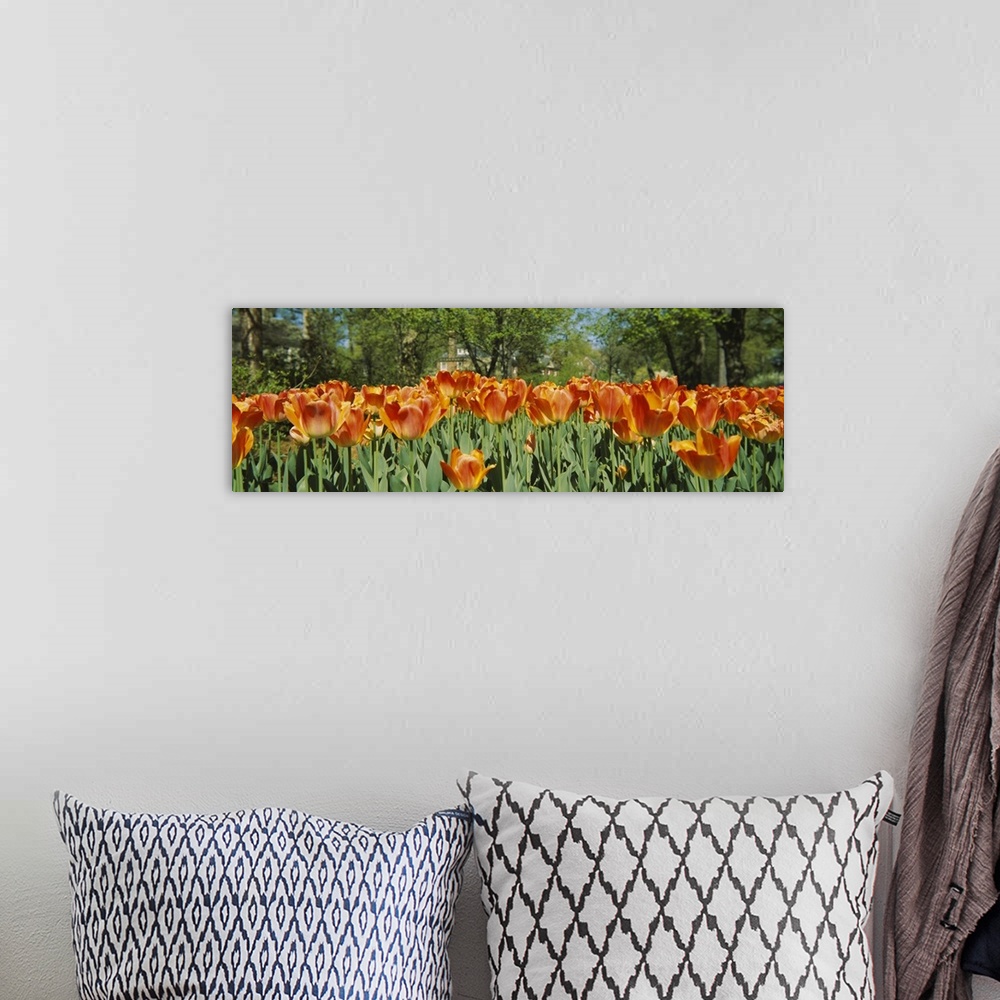 A bohemian room featuring A photograph is taken level with a field of warm colored tulips that have already bloomed.
