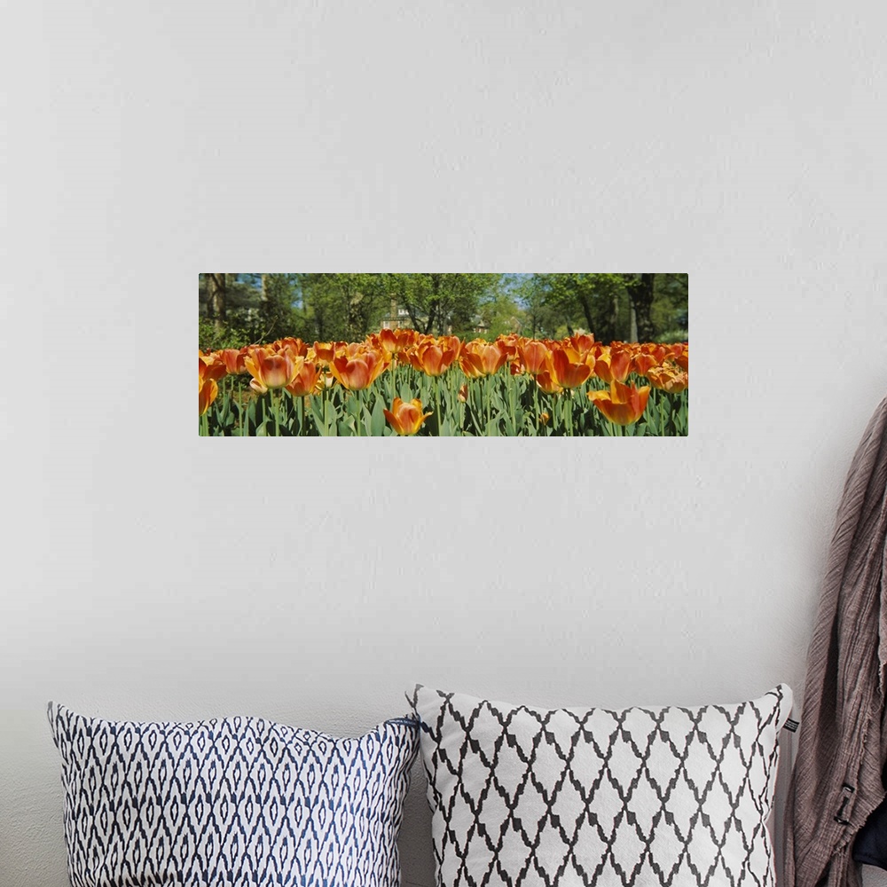 A bohemian room featuring A photograph is taken level with a field of warm colored tulips that have already bloomed.