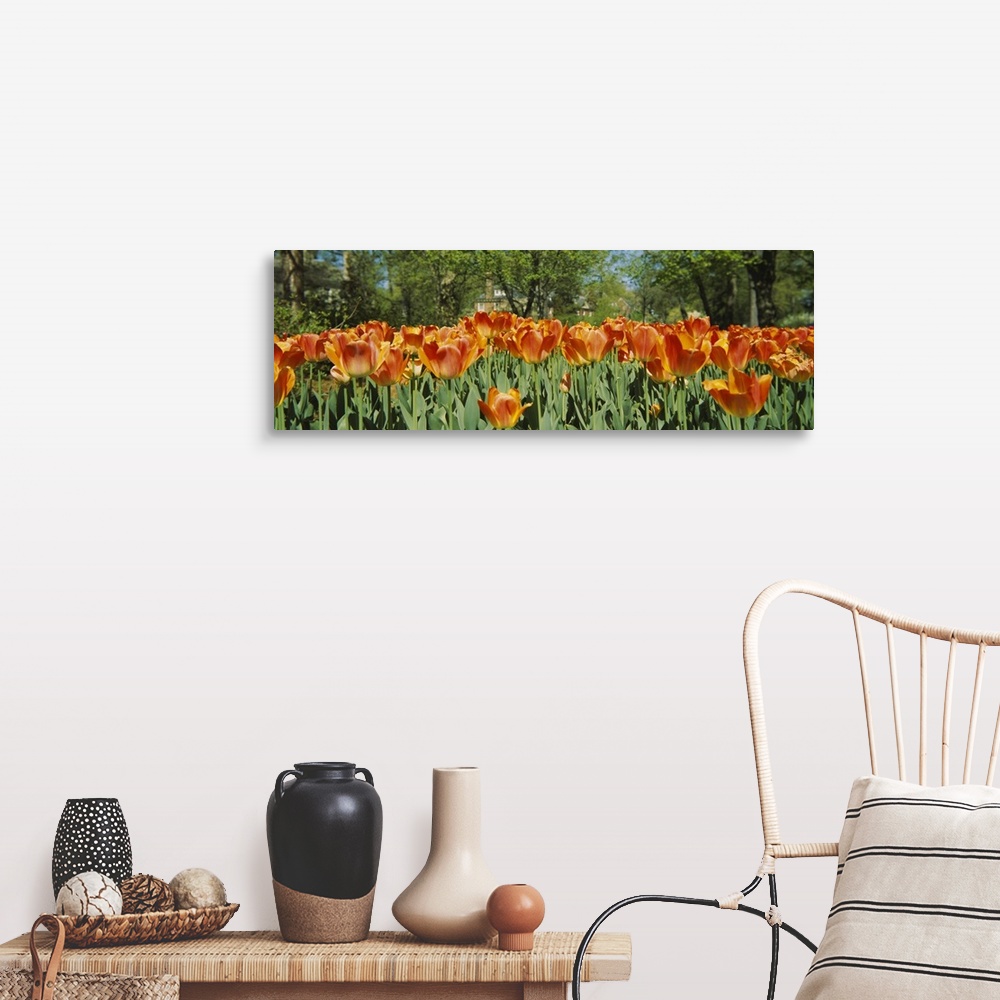 A farmhouse room featuring A photograph is taken level with a field of warm colored tulips that have already bloomed.