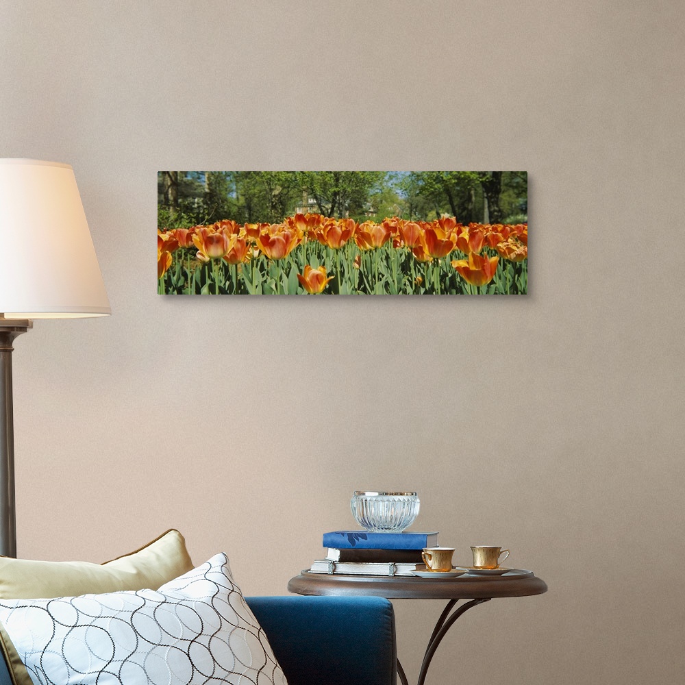 A traditional room featuring A photograph is taken level with a field of warm colored tulips that have already bloomed.